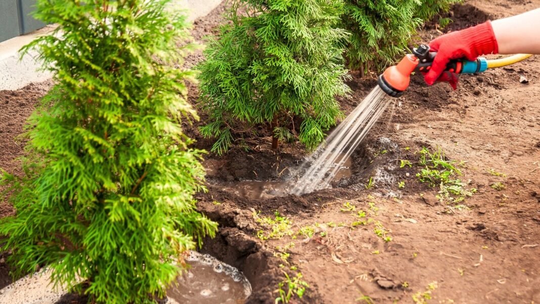 A woman’s gloved hand waters freshly transplanted arborvitae trees using a hose with a gentle sprinkle nozzle.