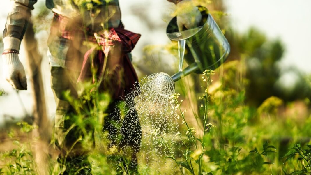 A gardener wearing gloves and a plaid shirt waters a vegetable garden with a large metal watering can at sunset in an evening garden.