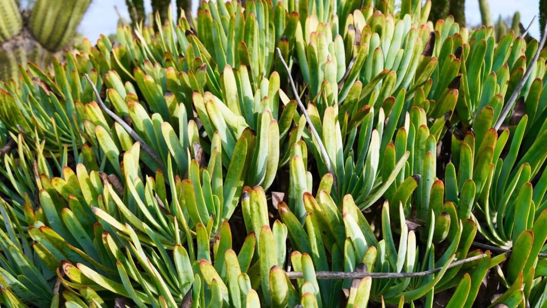A big bush of Kumara plicatilis with countless green leaves called fan aloe forming a thick layer of plat parts