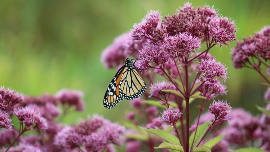 A close-up shot of a composition of pink flowers with a monarch butterfly feeding on its nectar, showcasing the sweet Joe Pye weed
