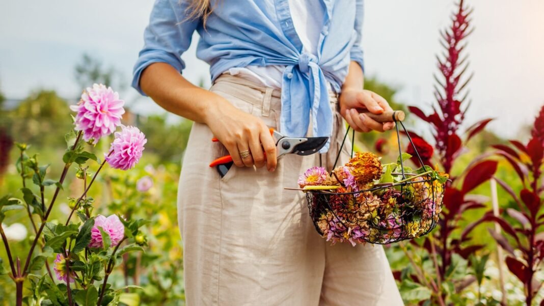 A close up shot of a person holding a small basket with spent flower heads showcasing how to cut dahlias after flowering.