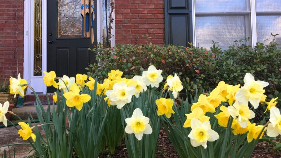 A close-up shot of a small composition of vibrant yellow flowers planted near a home, showcasing what perennial to plants in front of the house