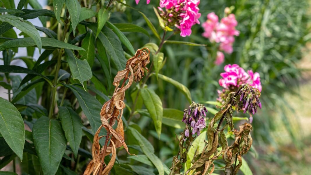 A close-up shot of a small composition of wilting stems and flowers showcasing a type of plant diseases