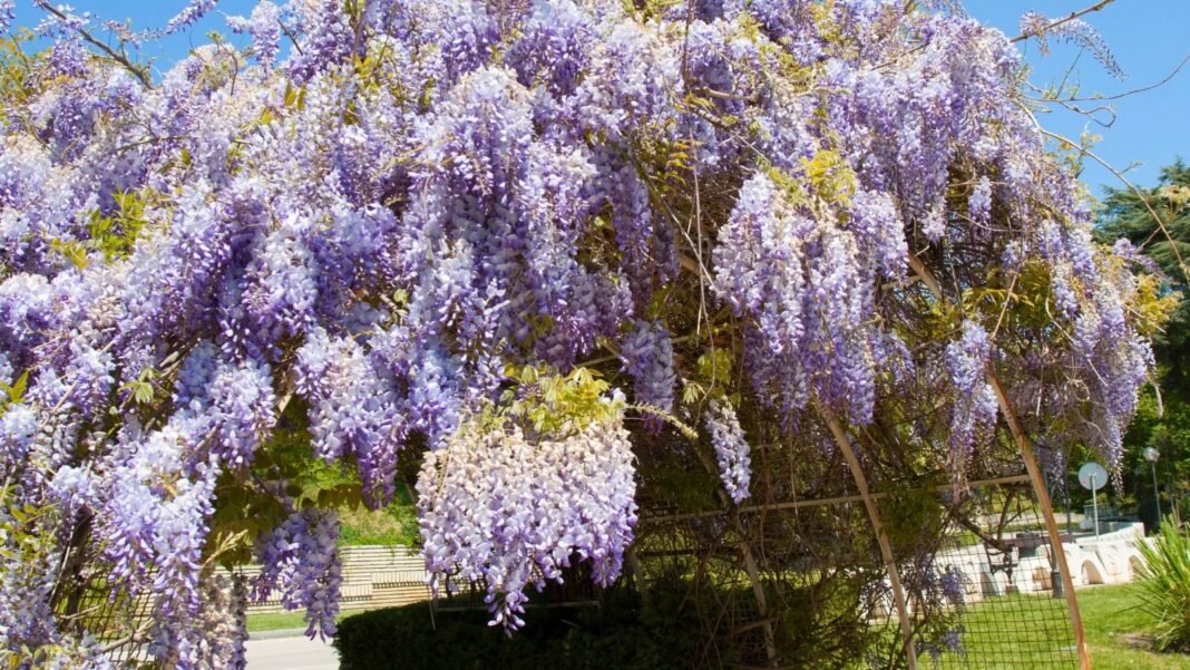 A close-up shot of a vine, with vibrant lilac colored flower clusters that is drooping down an archway, showcasing how to train wisteria
