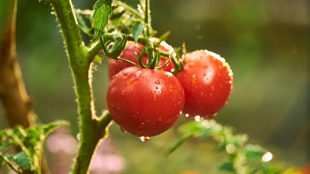 A close-up shot of several ripe and red fruits on their vines, covered in droplets of water, showcasing watering hot dry tomatoes