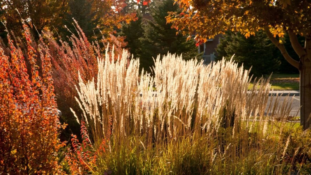 A garden with different color changing perennials.