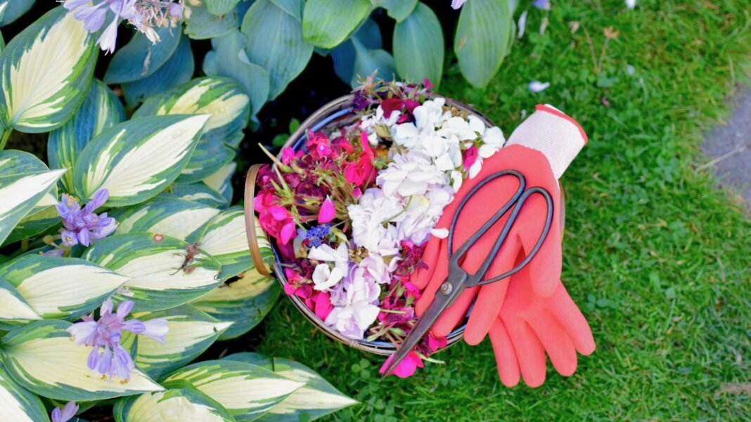 An overhead and close-up shot of a wicker basket filled with flowers and gardening tools, beside a developing flowering plant, showcasing maintenance methods for perennials look terrible August
