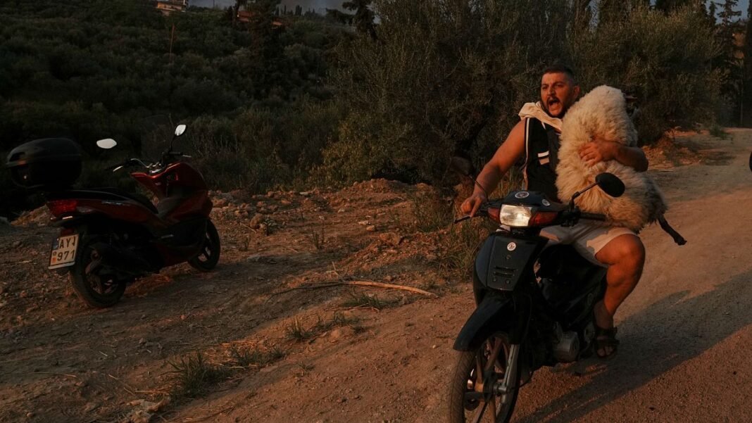 Fires in Greece: helping animals  