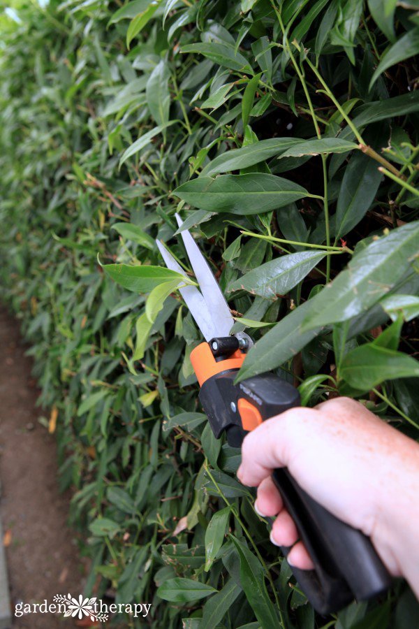 How to Trim Hedges (Guide to Pruning)