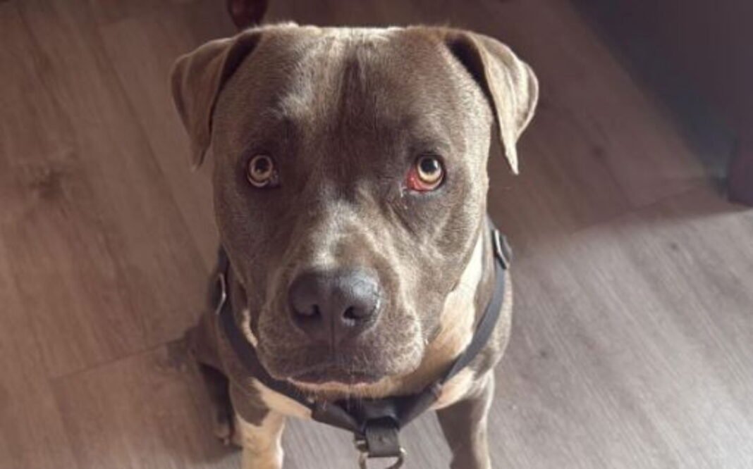 Dog that saved two lives in Pittsburgh  