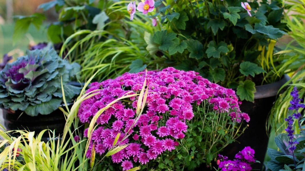 Beautiful fall container idea in home garden.
