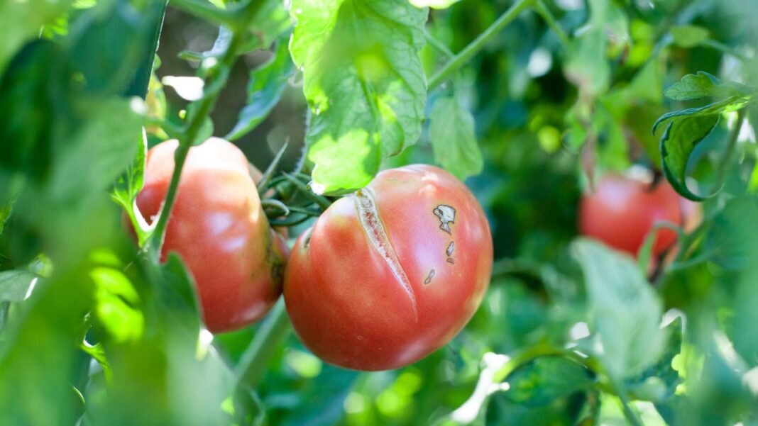 Ways to cure cracked tomatoes, appearing to be multiple pieces dangling from the plant with bright green foliage placed under the warm sunlight