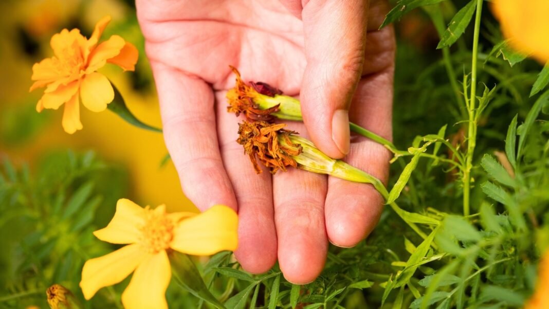 A person's hand gently holds two dried, brown flower heads from annuals, ready for seed collection, surrounded by green leaves and yellow blossoms.