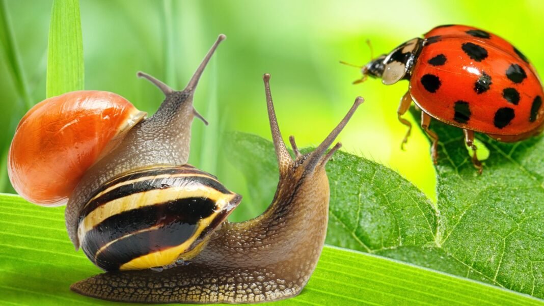 Snails and ladybugs on green leaf in the garden.