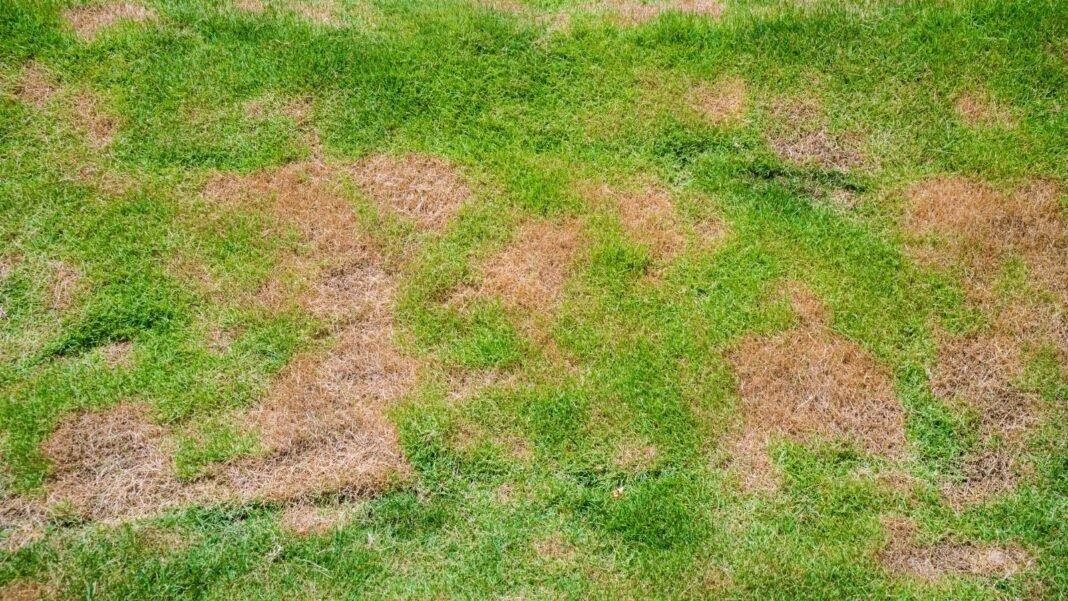 A patchy grass lawn with uneven growth shows bare, brown spots scattered among thin green blades.