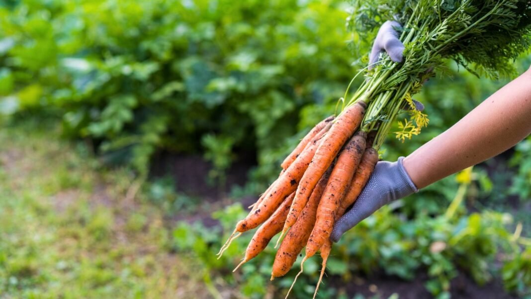 Close up of a gardener's gloved hands holding a bunch of freshly picked carrots with orange elongated roots and lush green foliage showing the carrots are ready to be harvested.
