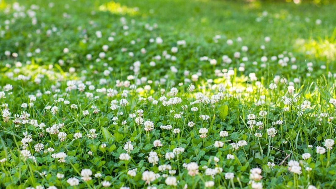 A lush clover lawn filled with dense green trifoliate leaves and clusters of small, round white flowers scattered across the soft, low-growing foliage.