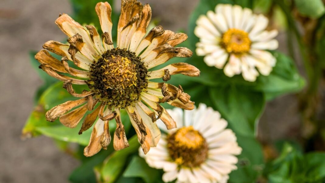 Close-up of a dried Zinnia flower with dry, wilting petals surrounding the dense seed head, ready to collect seeds in August.