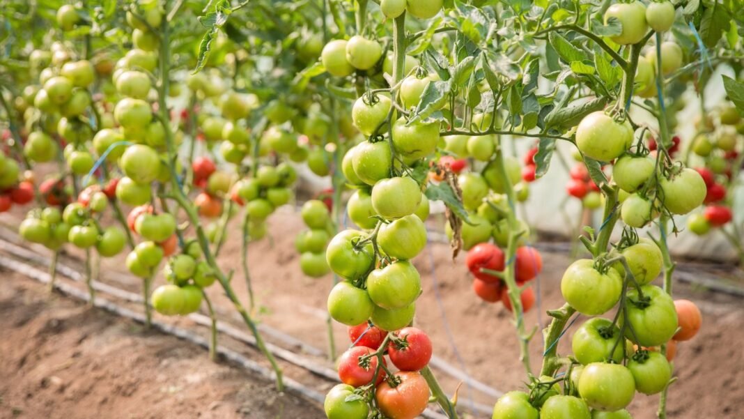 Rows of defoliated tomato plants with bare stems and sparse foliage, showing clusters of ripening red and green fruits in a garden bed.