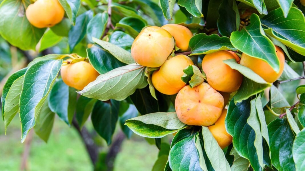 Persimmon tree with glossy green leaves and ripening orange fruits, a tree that needs extra water in summer.