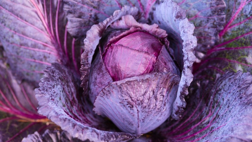 A round head of purple and blue leaves, partially enclosed by large, waxy outer leaves with purple veins, is a classic example of fall cabbage varieties.
