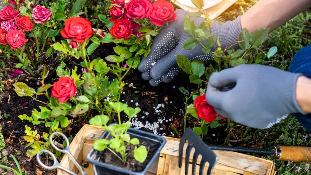 A gardener's hands in grey gloves apply white granular fertilizer to young, low, flowering red rose bushes growing in loose black soil, next to a wooden tray with young plant seedlings ready for transplanting.