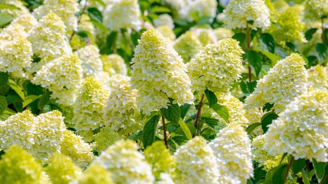 A grouping of large, conical clusters of small, pale green and white flowers blooming on a plant with broad green leaves in an August garden.
