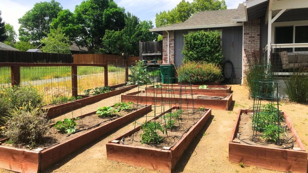 Rows of wooden raised beds with young tomato plants, peppers, flowering marigolds and other plants in the front yard.