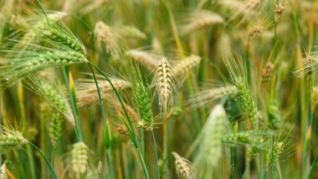 Dew-covered Tibetan hulless barley sways in the field, its green and golden seedheads ready to harvest, part of crops grown to produce grains for bread.