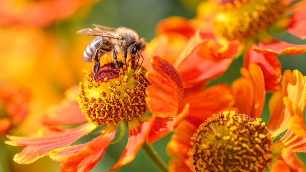 Bee pollinates a bright yellow common sneezeweed flower in summer, showing how native blooms help pollinators thrive.