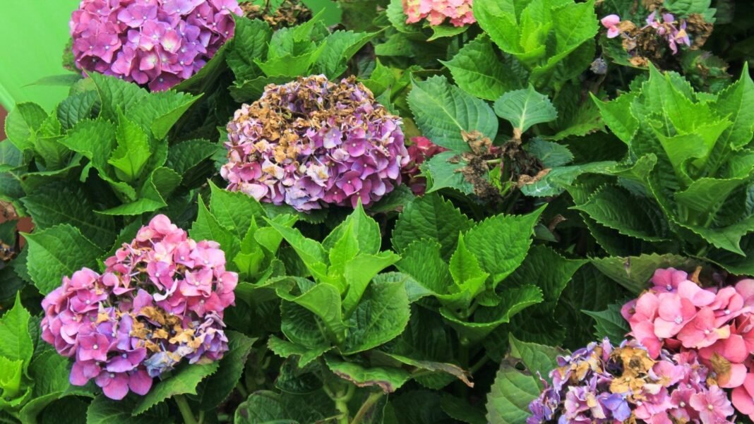 A lush hydrangea bush with large purple flower clusters showing small, slightly drying flowers and green leaves with brown, crispy edges from drought.