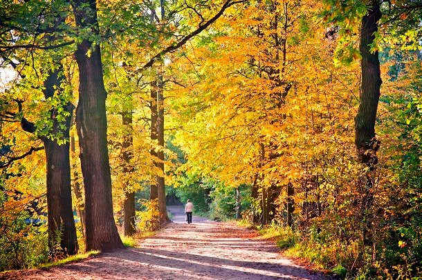 A woman walking in a beautiful forest on a crisp fall day.