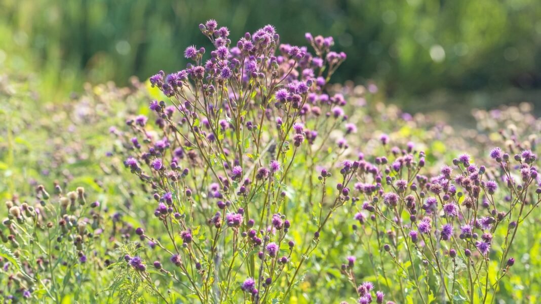 Spiny, creeping stems with deeply lobed green leaves and purple summer blooms, among the most difficult weeds to control.