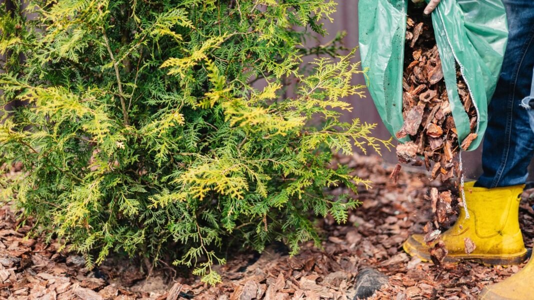 mulch-dos-donts.jpg A gardener in high rubber boots pours wood chips from a large bag around an evergreen arborvitae, illustrating the dos and don'ts of applying mulch.