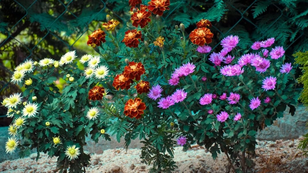 A vibrant flowerbed of light yellow and violet mums and dark orange marigolds in full bloom, illustrating the contrast in mums vs. marigolds.
