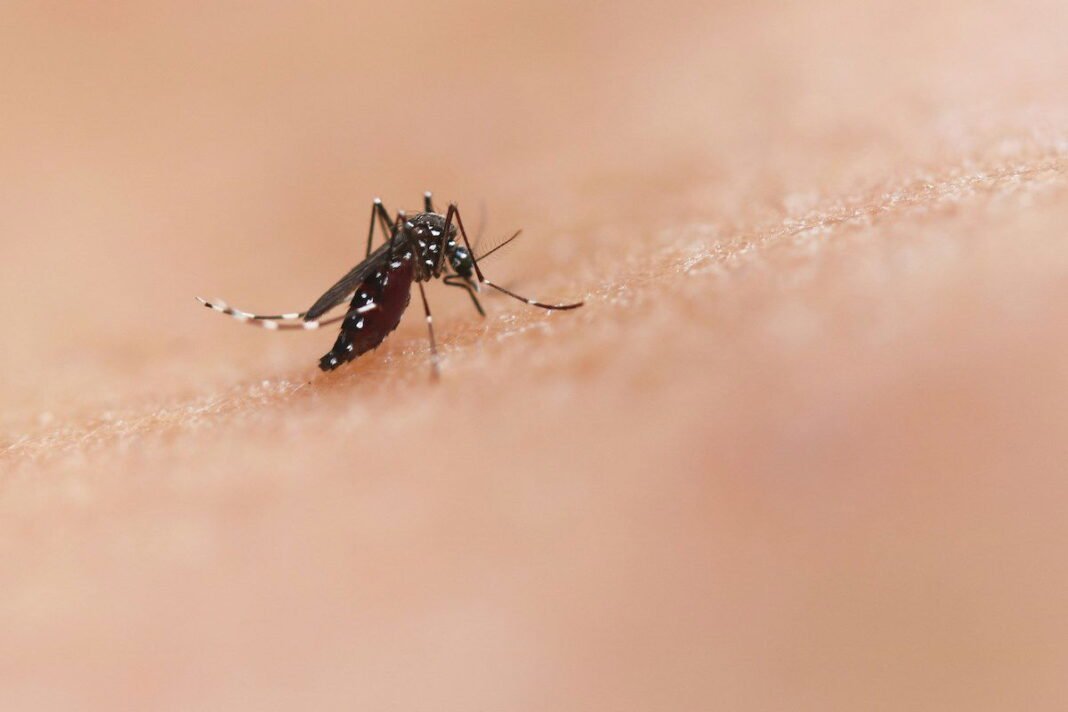 Chikungunya outbreak: a pandemic along the way?  