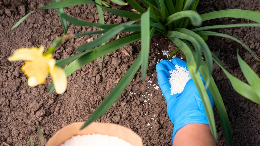 Close-up of a gardener’s gloved hand applying white granular fertilizer near blooming yellow daffodils with long strap-like green leaves, which should never be fertilized in August.