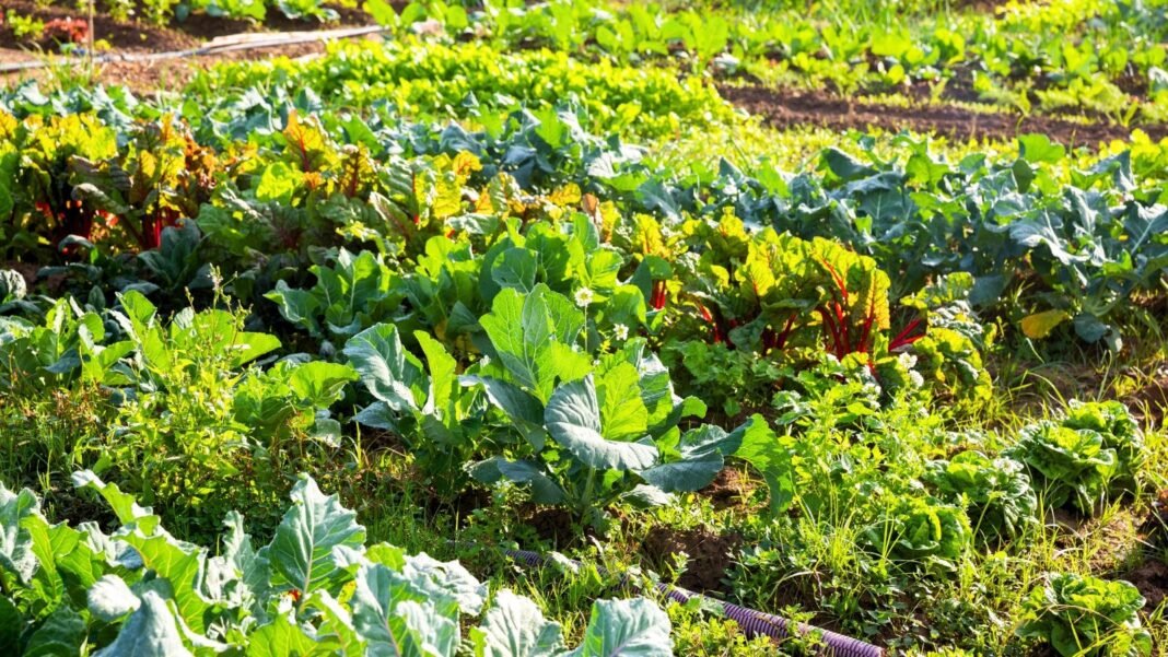 Vegetable garden with rows of nutritious plants including leafy kale, round cabbages, vibrant beet greens, and tender lettuce heads growing in rich soil.