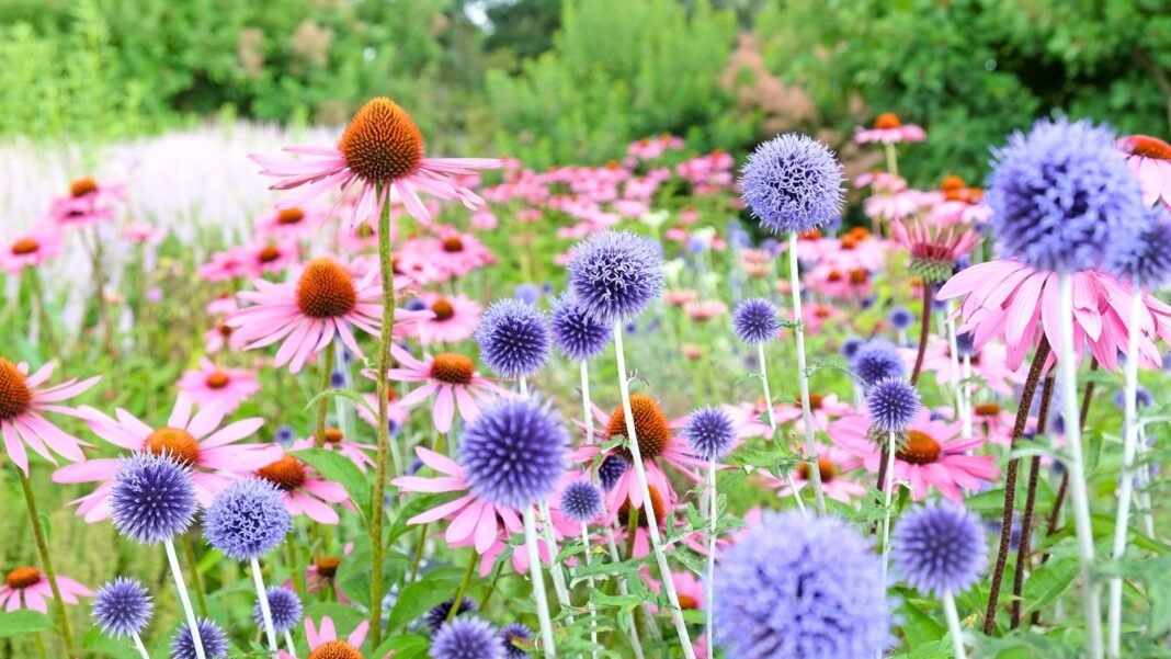 A field of spiky blue-purple and daisy-like pink blooms with orange-brown centers highlights perennial combos.