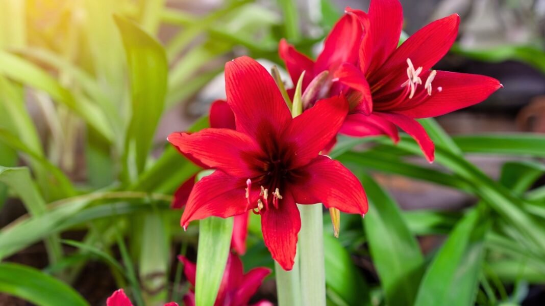 Burgundy perennial flowers with velvety, trumpet-shaped blooms rise on thick stalks above glossy green leaves.
