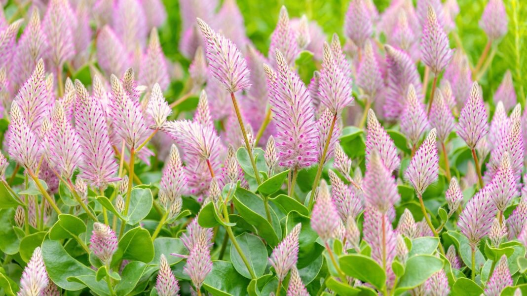The pink mulla mulla plant shows vivid pink feathery blossoms rising from sturdy stems with fleshy gray-green leaves.