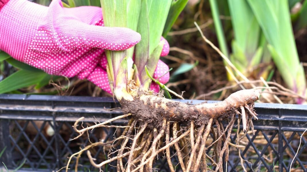 A gardener’s hand in a pink glove holds an iris rhizome with long thin roots and green leafy shoots above a box filled with rhizomes ready for planting.