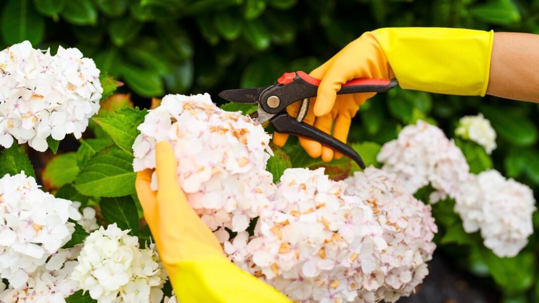 A person wearing yellow gloves holds pruning shears, trimming a leafy plant with a large cluster of cream and white flowers, a plant that should never be pruned in August.