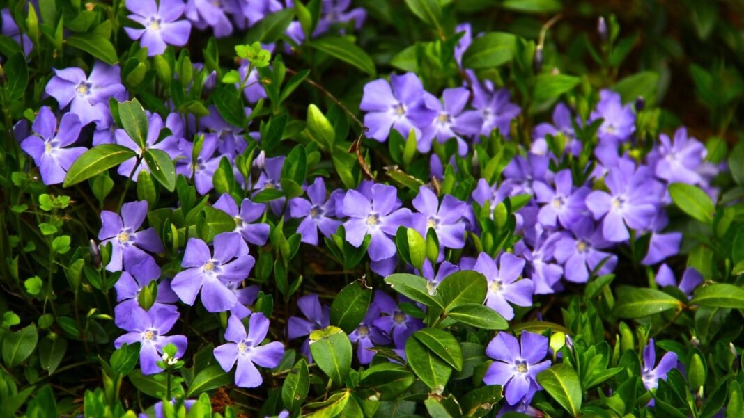 plants-spread-shade.jpg A carpet of vibrant plants spreading in shade, with periwinkle-blue five-petaled flowers nestled among small, dark green oval leaves.
