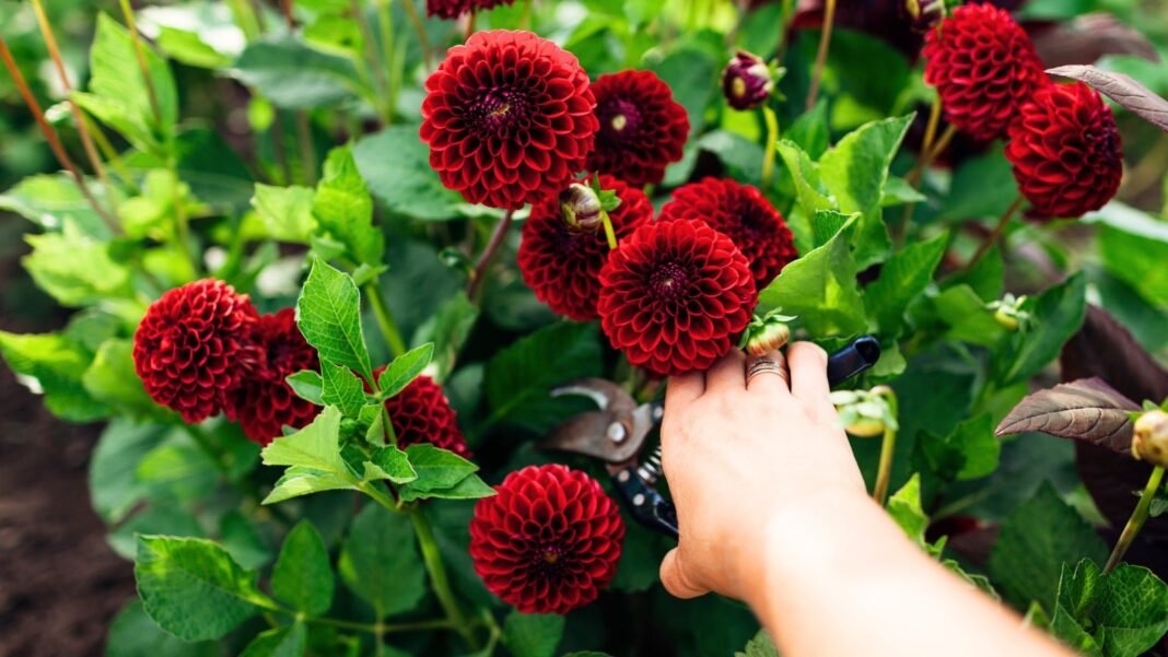 A gardener with black pruning shears prunes flowering dahlias with large red-burgundy pompon-shaped blooms on tall stems surrounded by lush green foliage.