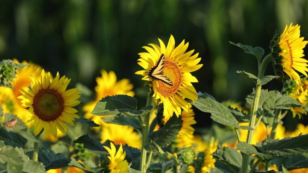 A yellow swallow-tailed butterfly rests on giant sunflowers with large yellow petals and dark centers, illustrating seeds to plant now to feed fall butterflies.
