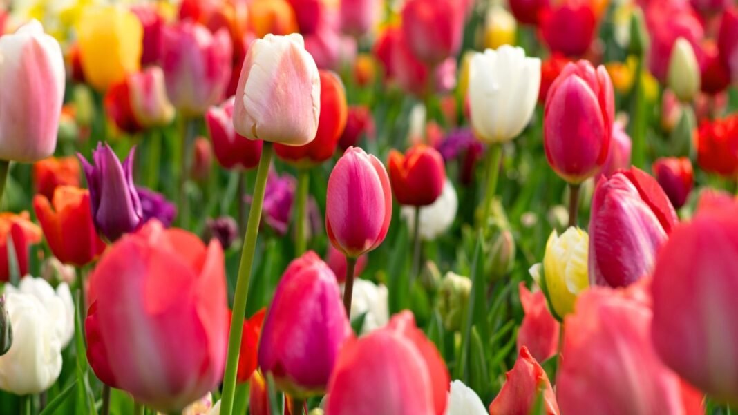 Field of colorful spring bulb tulip flowers considered short lived perennials.