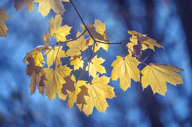 Beautiful yellow fall leaves on a branch with a blue and crisp autumn background.