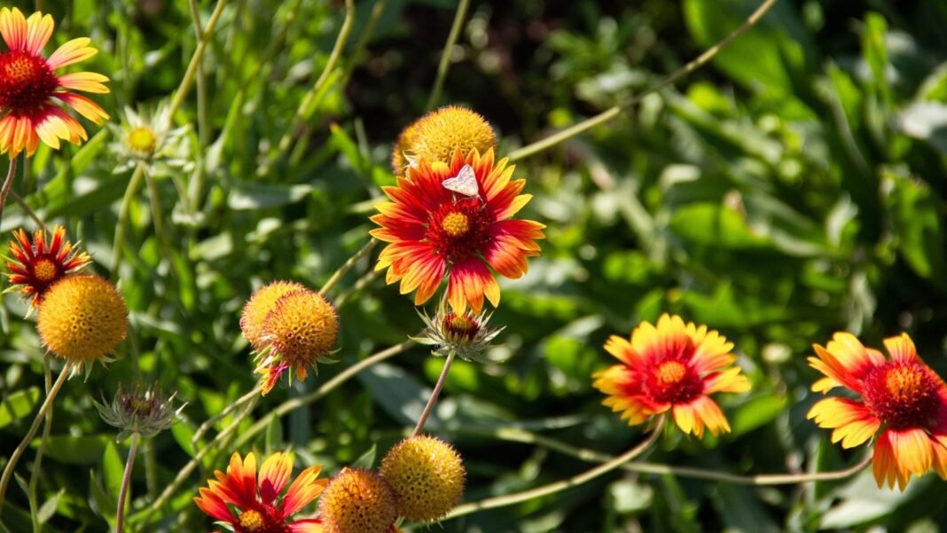 Blooming blanketflowers with hairy green stems, lance-shaped leaves, and daisy-like blooms of red and yellow petals with dark centers brighten the garden, showcasing the charm of hardy southern perennials.