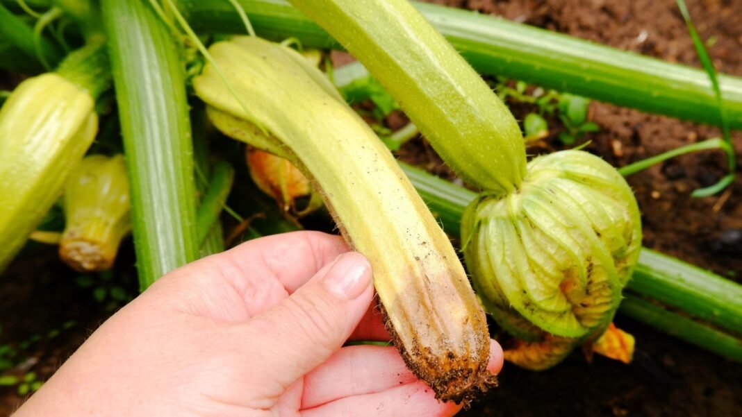 A gardener’s hand holds a small yellow squash with a dark sunken blossom end rot spot, surrounded by green stems and fruits in the garden.